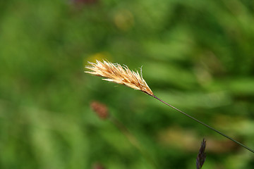 Image showing straw in wind