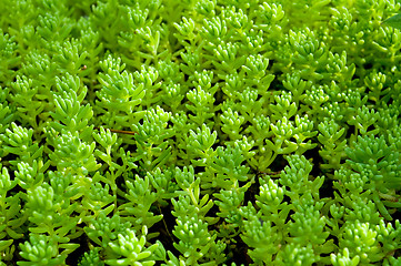 Image showing  Sedum, moss shoots close-up