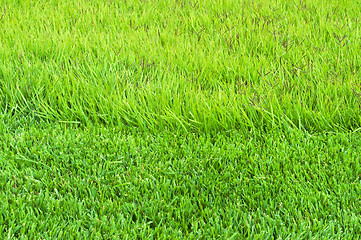 Image showing border trimmed and overgrown grass 