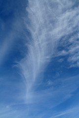 Image showing feather skies