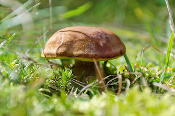 Image showing mushroom Xerocomus badius 