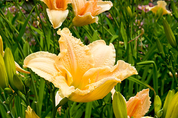 Image showing different kinds of lily. 