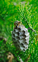 Image showing wasp protects its nest