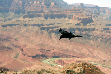 Image showing Crow in Grand Canyon
