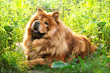 Image showing portrait of dog chow-chow