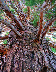 Image showing landscape, tree in a sky