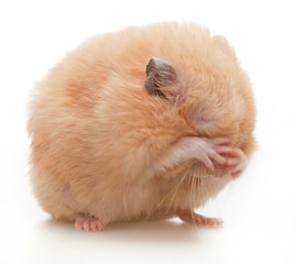 Image showing Hamster washes 