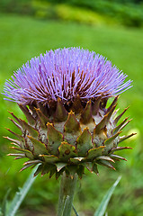 Image showing fresh artichoke flower 