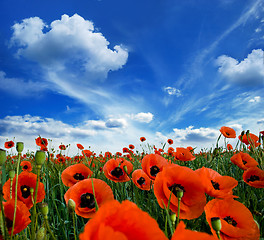 Image showing poppies blooming