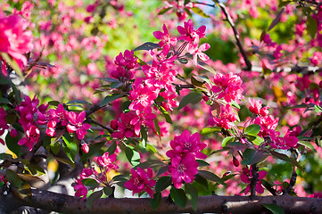 Image showing red flowers of fruit trees