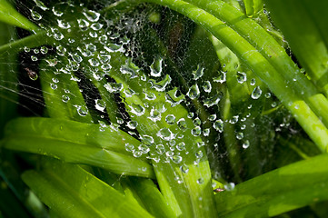 Image showing dew drops on the web 