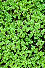 Image showing  Sedum, moss shoots close-up