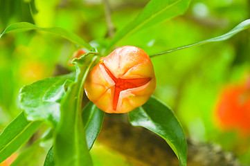 Image showing pomegranate flowers