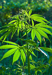 Image showing Fresh shoots of wild hemp 