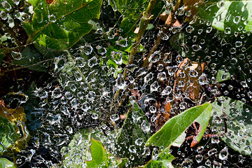 Image showing dew drops