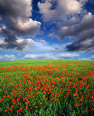 Image showing poppies blooming