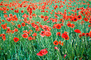 Image showing poppies blooming