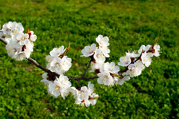 Image showing flowering cherry trees in spring 
