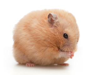 Image showing Hamster washes