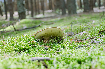 Image showing mushroom Xerocomus badius 
