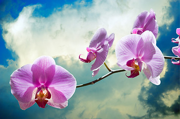 Image showing flowers purple orchids 