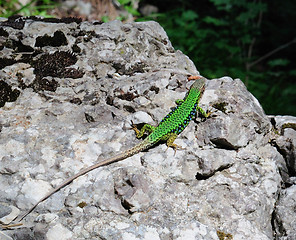 Image showing little green lizard