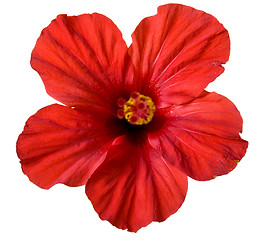 Image showing red hibiscus flower 