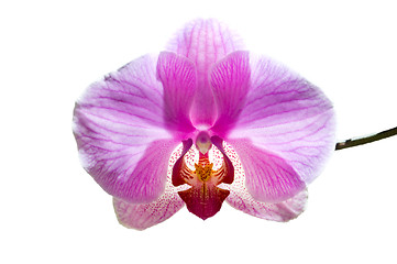 Image showing flowers purple orchids 