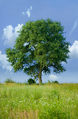 Image showing Detached tree 