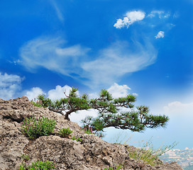 Image showing  beautiful tree in the mountains