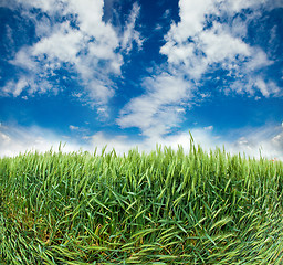 Image showing  field with ears of wheat 