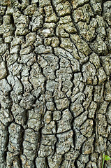 Image showing  texture of the bark of a tree