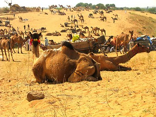 Image showing pushkar