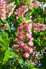 Image showing Pink flowers decorative chestnut 