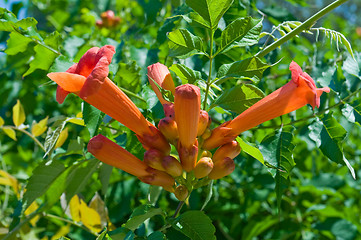 Image showing pomegranate flower