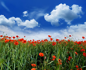 Image showing poppies blooming