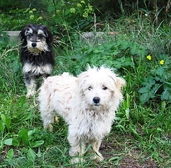 Image showing White dog, black dog