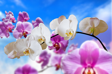 Image showing flowers purple orchids 