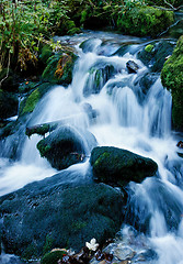 Image showing Mountain River