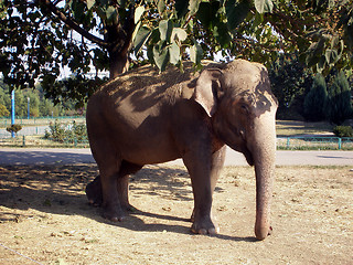 Image showing Elephant