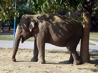 Image showing Elephant