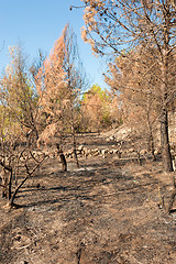 Image showing Forest fire aftermath