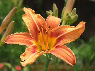 Image showing Tiger lily