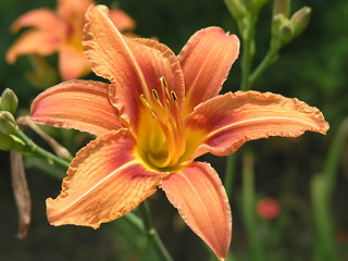 Image showing Tiger lily