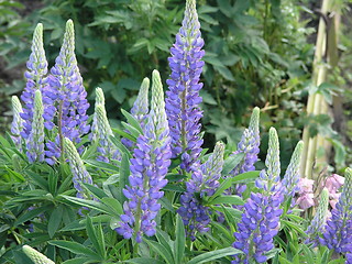 Image showing Blue lupine