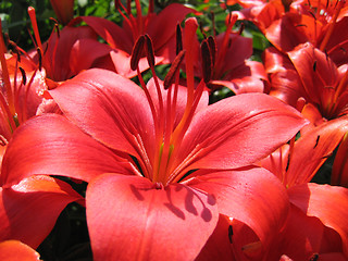 Image showing beautiful red lily