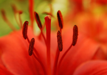 Image showing closeup of beautiful red lily