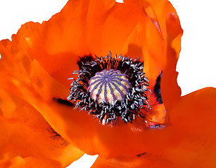 Image showing blooming red poppy