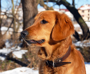 Image showing Dog at snow