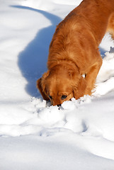 Image showing Dog at snow